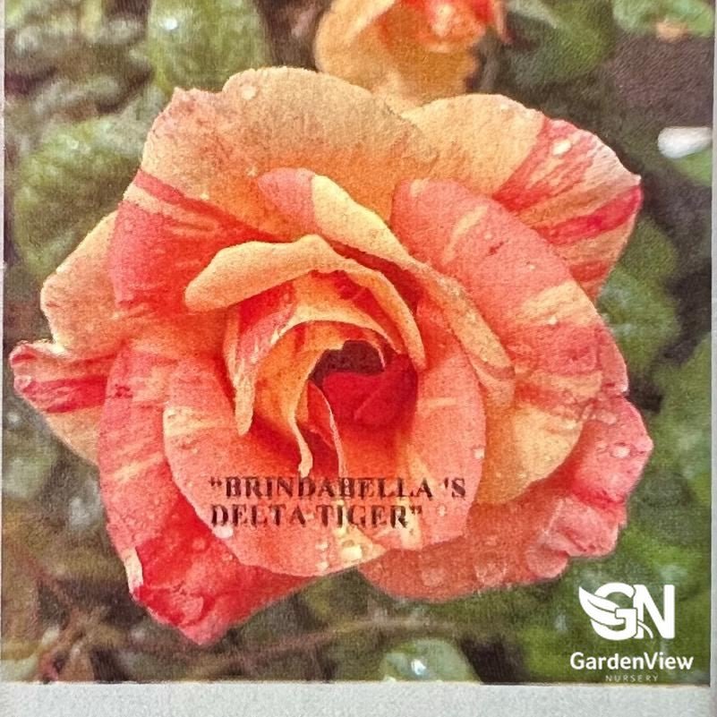Rose Delta Tiger - Roses - Garden View Nursery