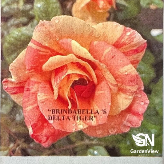 Rose Delta Tiger - Roses - Garden View Nursery