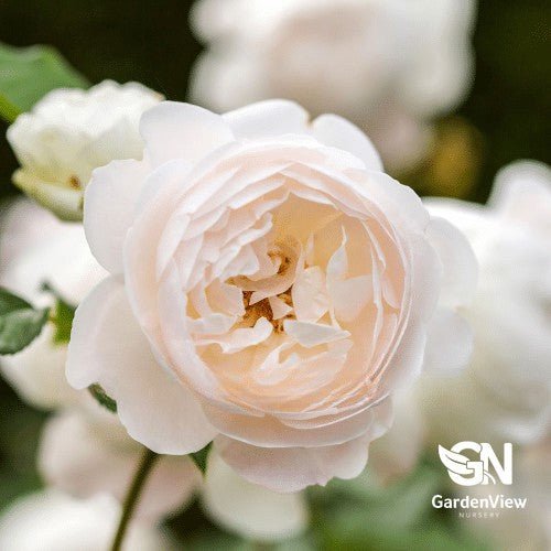 Rose Desdemona Bush - Roses - Garden View Nursery