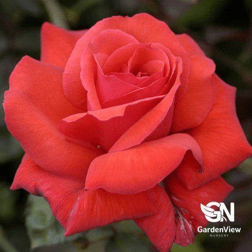 Rose Dolly Parton Standard - Roses - Garden View Nursery