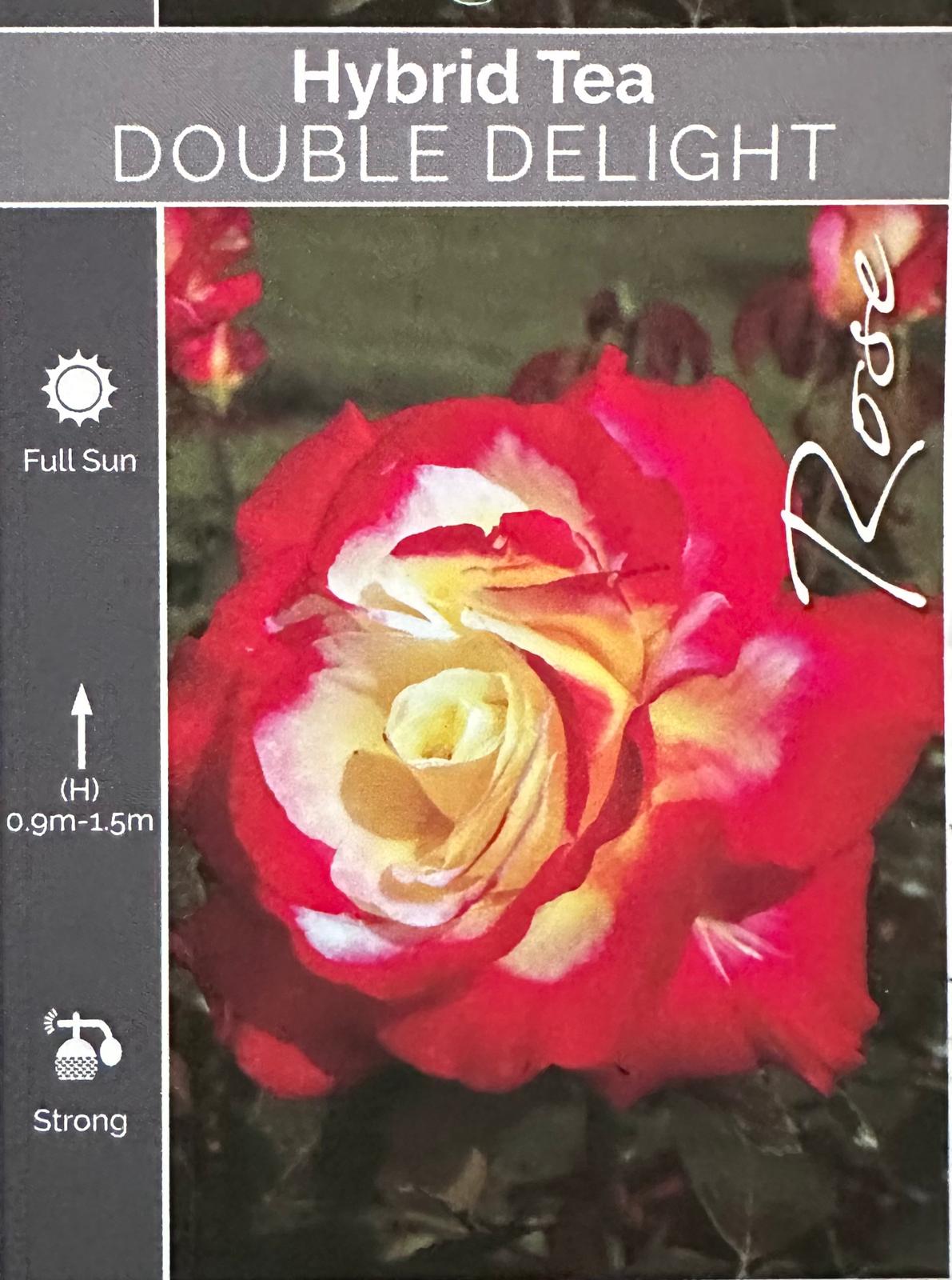 Rose Double Delight Bush - Roses - Garden View Nursery