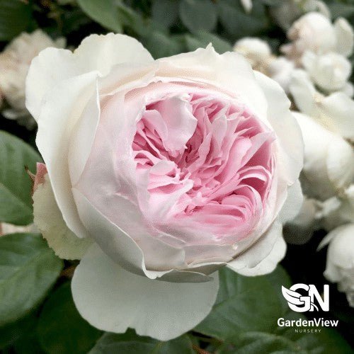 Rose Earth Angel Bush - Roses - Garden View Nursery