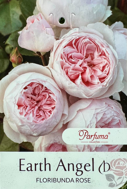 Rose Earth Angel Standard - Roses - Garden View Nursery
