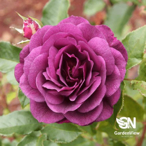 Rose Ebb Tide Bush - Roses - Garden View Nursery