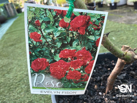 Rose Evelyn Fison - Roses - Garden View Nursery