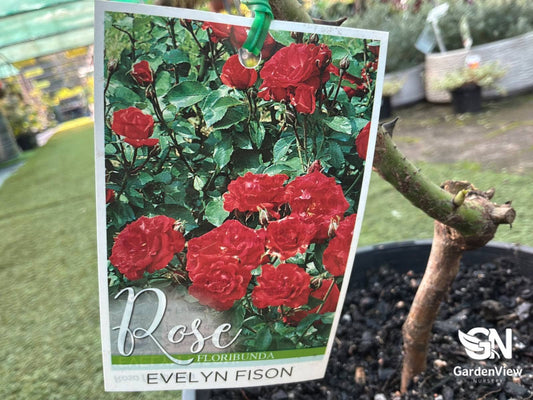 Rose Evelyn Fison - Roses - Garden View Nursery