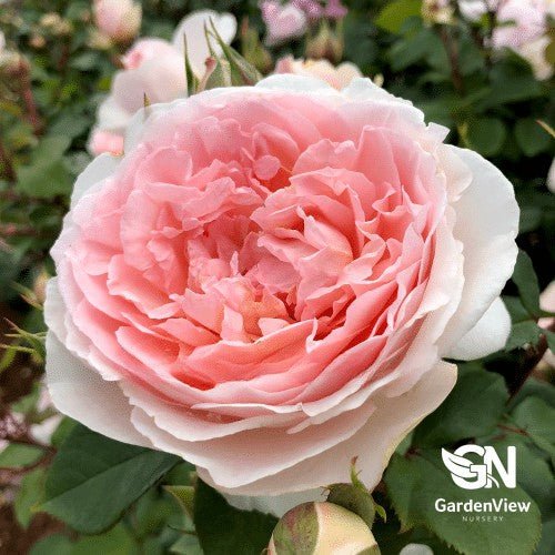 Rose Fairytale Magic Bush - Roses - Garden View Nursery
