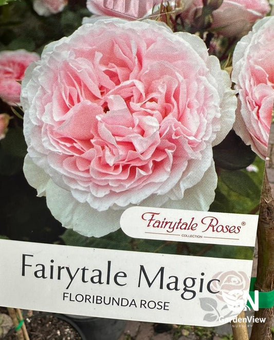 Rose Fairytale Magic Standard - Roses - Garden View Nursery