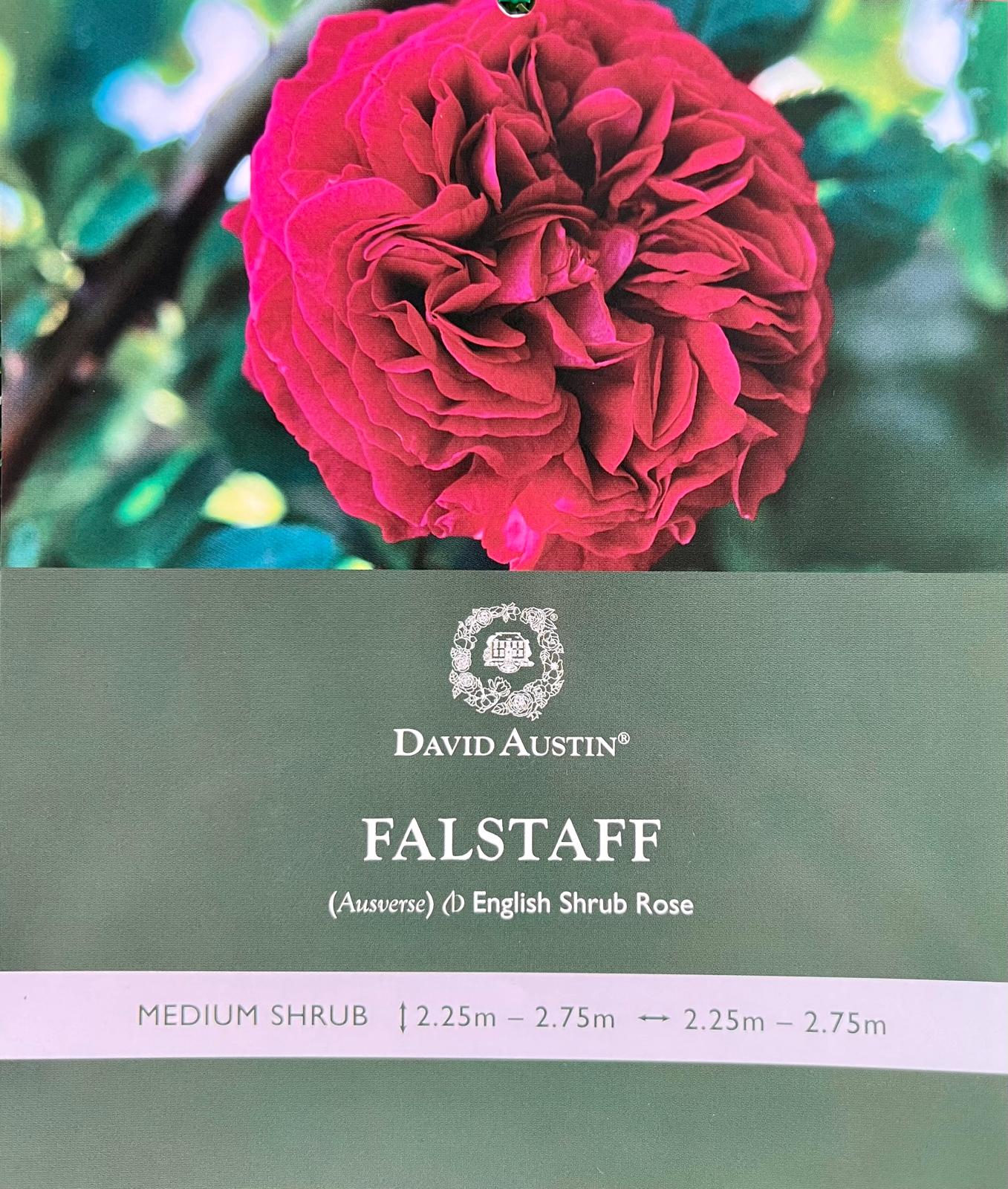 Rose Falstaff Bush - Roses - Garden View Nursery