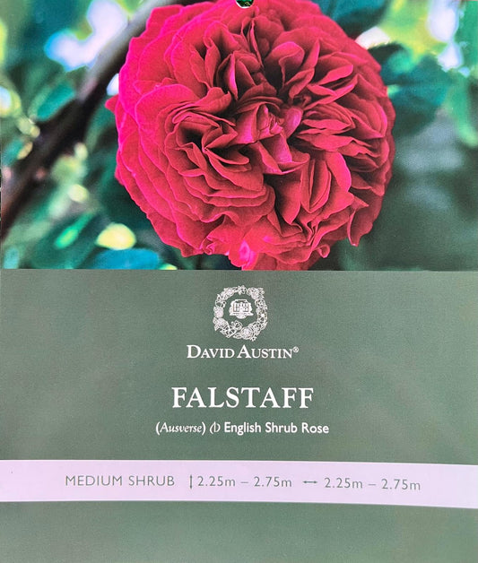 Rose Falstaff Bush - Roses - Garden View Nursery