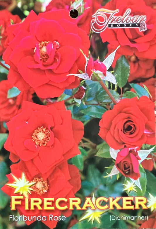 Rose Firecracker Bush - Shrubs - Garden View Nursery