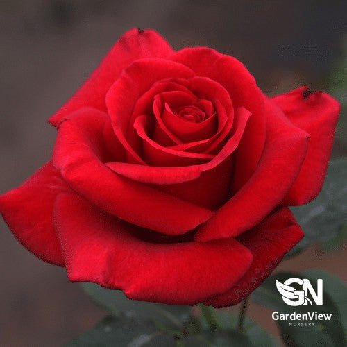 Rose Firefighter Standard - Roses - Garden View Nursery