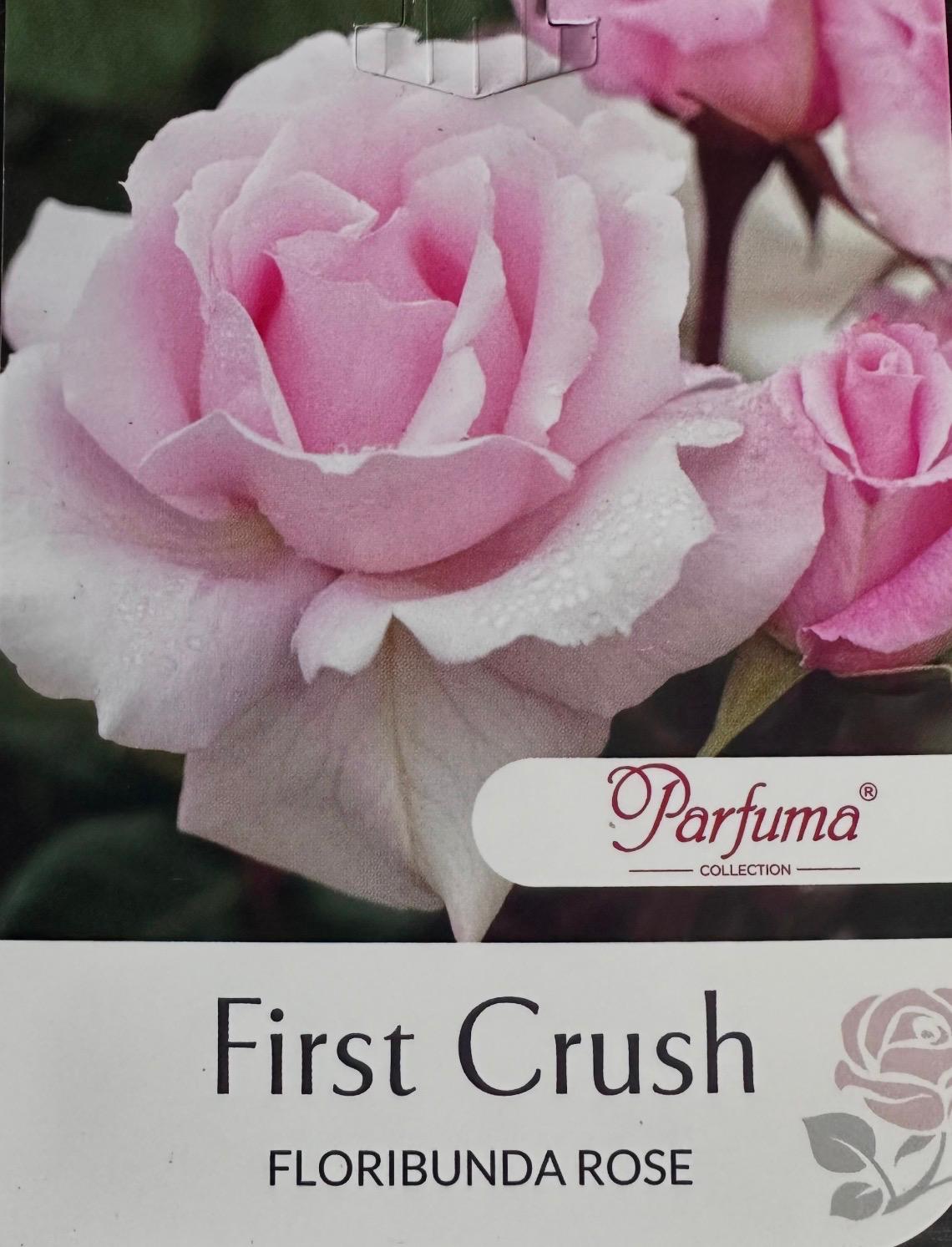 Rose First Crush Bush - Roses - Garden View Nursery