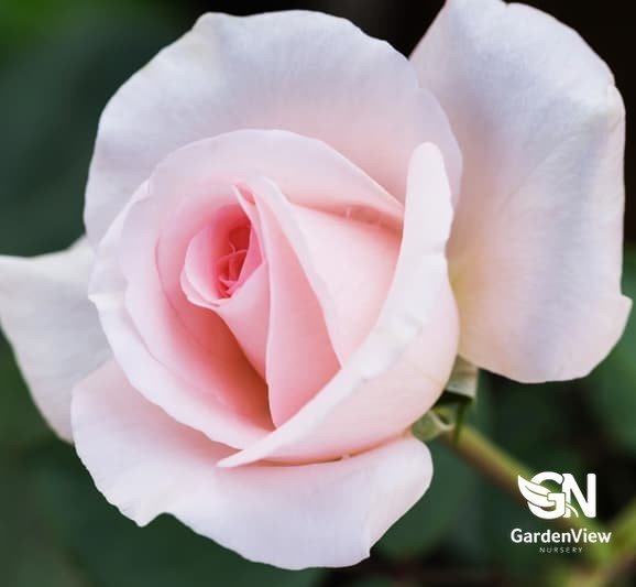 Rose Flamingo Standard - Roses - Garden View Nursery