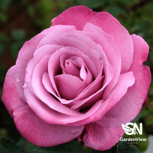 Rose Fragrant Plum Standard - Roses - Garden View Nursery