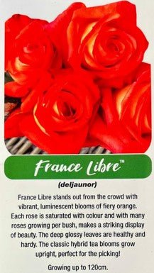 Rose France Libre Bush - Roses - Garden View Nursery