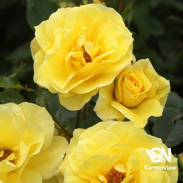 Rose Friesia Bush - Roses - Garden View Nursery