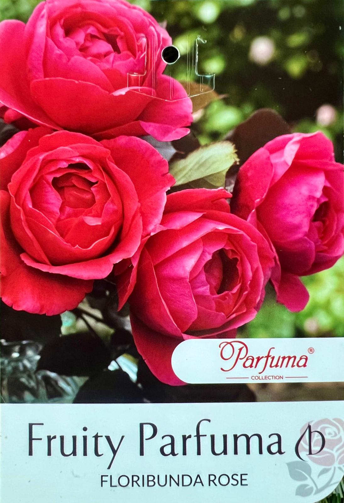 Rose Fruity Parfuma Bush - Roses - Garden View Nursery