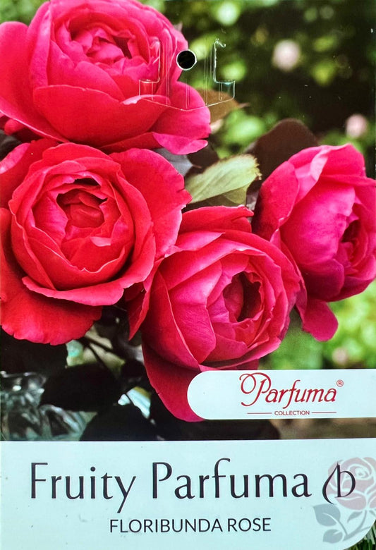 Rose Fruity Parfuma Bush - Roses - Garden View Nursery