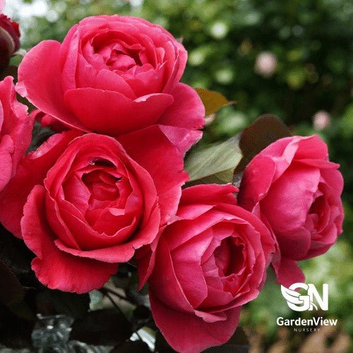 Rose Fruity Perfuma Standard - Roses - Garden View Nursery