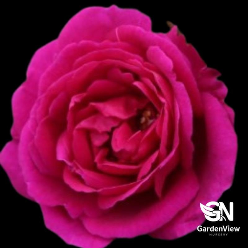 Rose Fur Elise Bush - Roses - Garden View Nursery