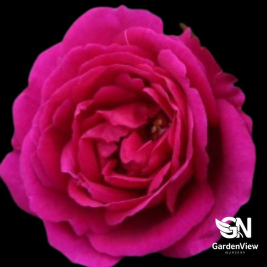 Rose Fur Elise Bush - Roses - Garden View Nursery