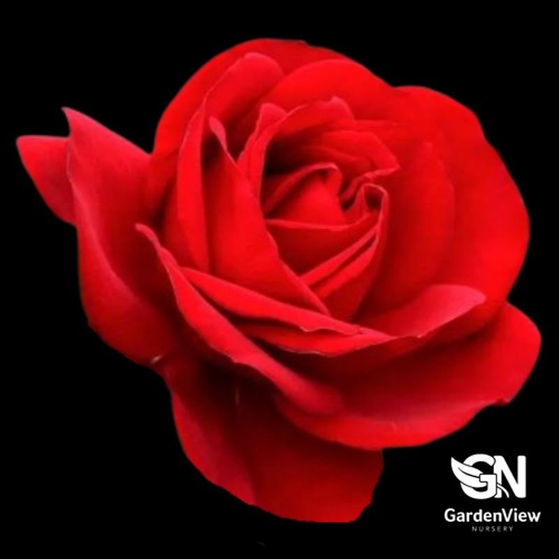 Rose Gallipoli Centenary Bush - Roses - Garden View Nursery