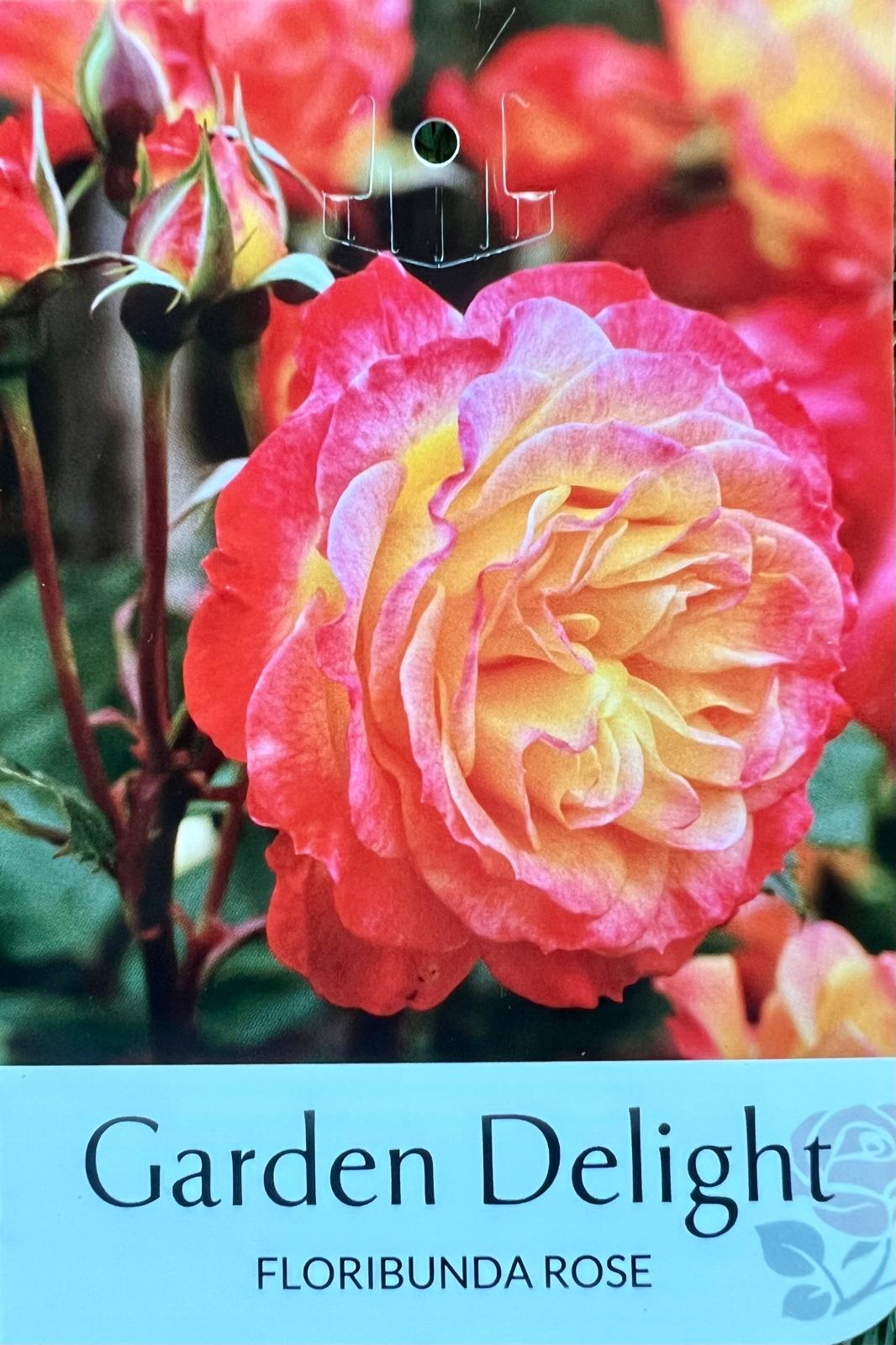 Rose Garden Delight Bush - Roses - Garden View Nursery