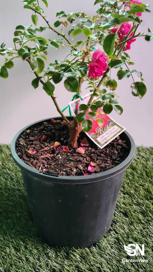 Rose Gardener's Pleasure Bush - Roses - Garden View Nursery