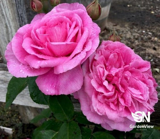Rose Gertrude Jekyll Standard - Roses - Garden View Nursery