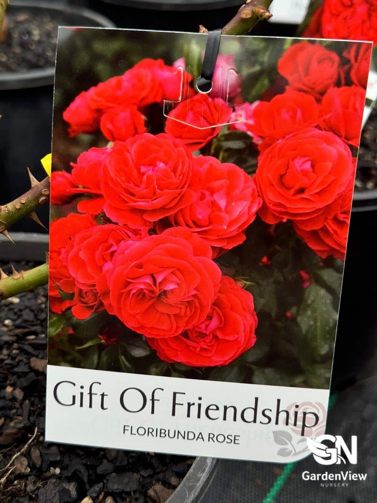 Rose Gift Of Friendship Bush - Roses - Garden View Nursery