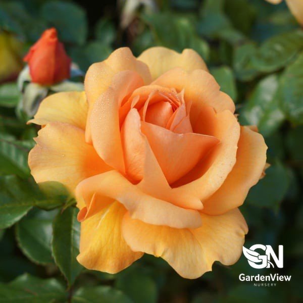 Rose Golden Beauty Bush - Roses - Garden View Nursery