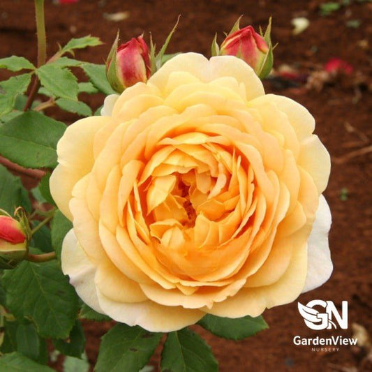 Rose Golden Celebration Bush - Roses - Garden View Nursery