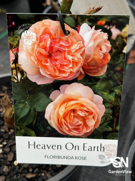 Rose Heaven On Earth Bush - Roses - Garden View Nursery