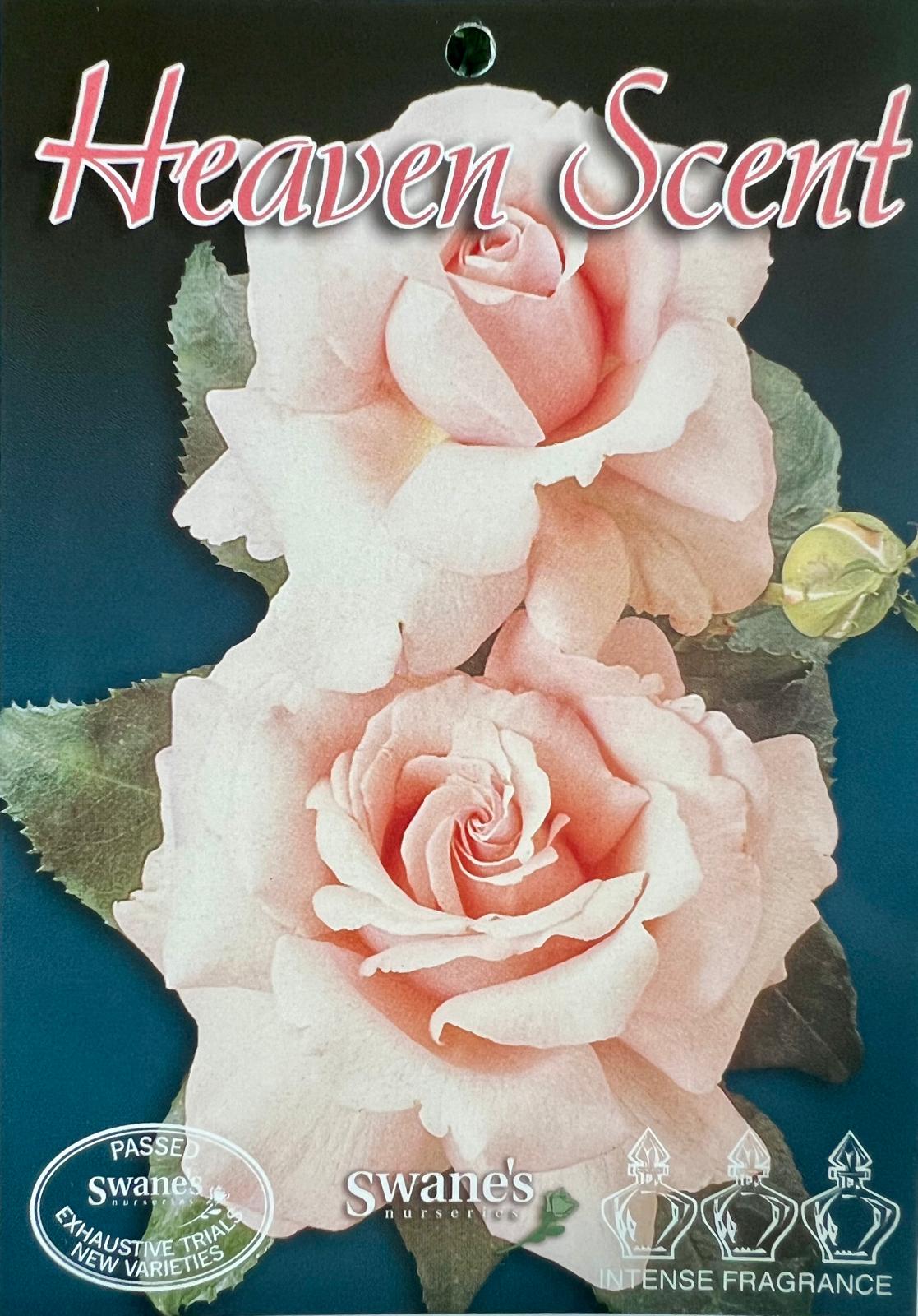 Rose Heaven Scent Standard - Roses - Garden View Nursery