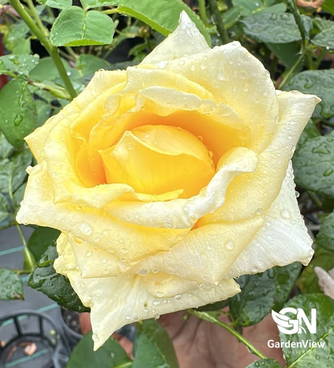 Rose Helmut Schmidt Standard - Roses - Garden View Nursery