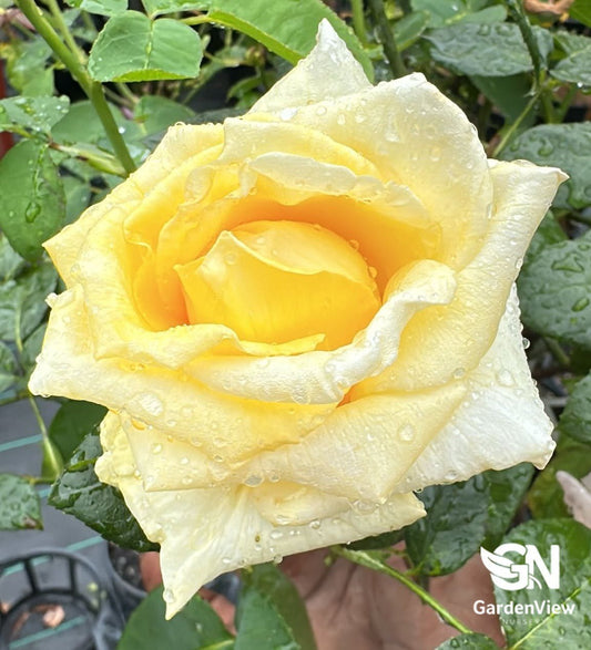 Rose Helmut Schmidt Standard - Roses - Garden View Nursery