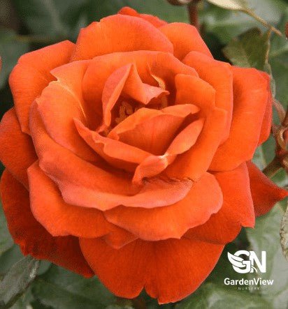 Rose Hot Chocolate Standard - Roses - Garden View Nursery