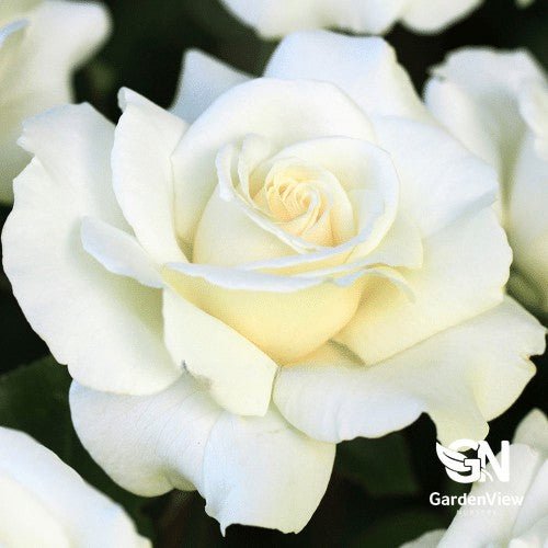 Rose Ice Girl Bush - Roses - Garden View Nursery