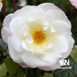 Rose Ice Princess Bush - Roses - Garden View Nursery