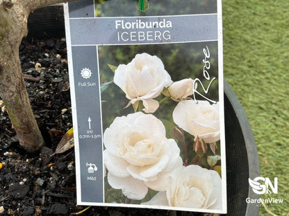 Rose Iceberg Bush - Roses - Garden View Nursery