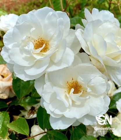 Rose Iceberg Standard - Roses - Garden View Nursery