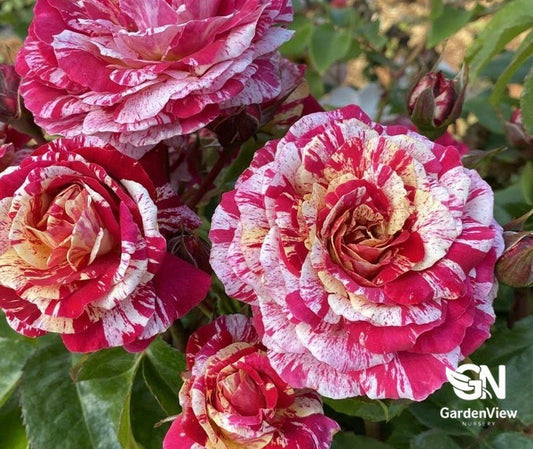 Rose Its Magic Bush - Roses - Garden View Nursery