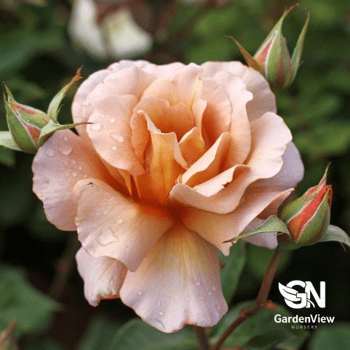 Rose Julia's Standard - Roses - Garden View Nursery