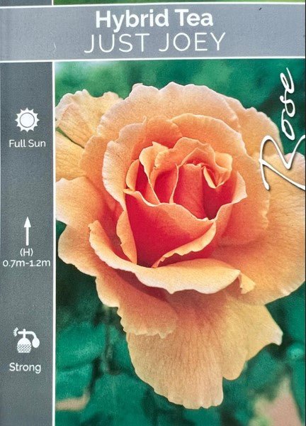 Rose Just Joey Bush - Roses - Garden View Nursery