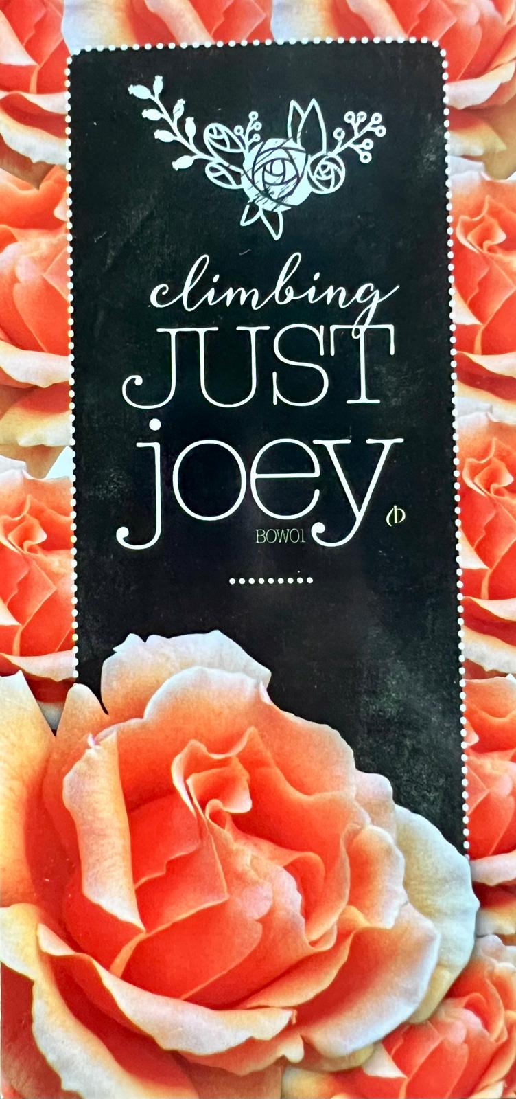 Rose Just Joey Climbing - Roses - Garden View Nursery
