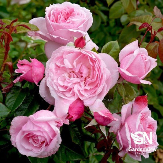 Rose Kiss Me Kate Climber - Roses - Garden View Nursery