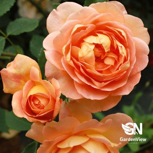 Rose Lady Of Shalott Bush - Roses - Garden View Nursery