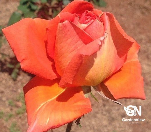 Rose Las Vegas Bush - Roses - Garden View Nursery