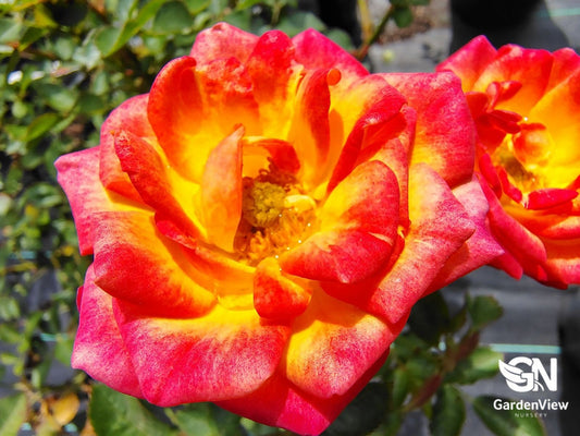 Rose Little Sunset Bush - Roses - Garden View Nursery